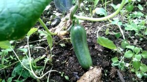 Огурец БЭБИ МИНИ F1 почти прошел испытание Якутией. Советую выращивать в более теплом климате!