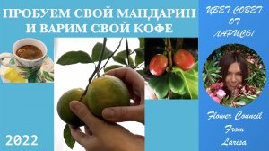 ПРОБУЕМ СВОЙ МАНДАРИН И ВАРИМ СВОЙ КОФЕ HDR