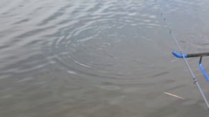 КАРАСЬ и ТОЛСТОЛОБ на ПЕНОПЛАСТ!!! Ловля КАРПА на флэт снасть. Рыбалка на карася фидером