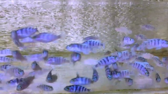 lombaroi maylandia. мальки ломбардо псевдотрофеус 50р смотреть онлайн