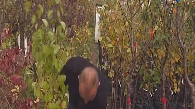 Вся правда о саженцах абрикоса: особенности выращивания привередливого растения.