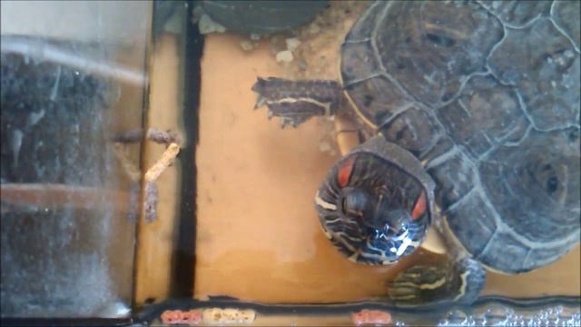 Сколько кусочков корма за 1 минуту 54 секунды съест марправдинская черепашка Ася смотреть онлайн