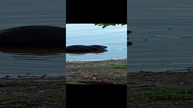 бобёр смотреть онлайн