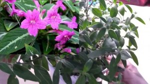 Руэллия??, знакомство, уход, размножение...