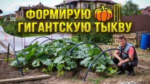 Что огурцы, что тыкву, для получения урожая необходимо правильно сформировать гигантскую тыкву