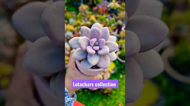 GRAPTOPETALUM AMETHYSTINUM AKA LAVENDER PEBBLES #COLLECTION #SUCCULENT #LOTACHARS #PLANTS