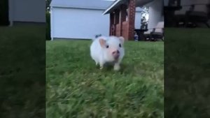 Мини-пиг атакует, хрюшка бежит (юмор/минипиг)