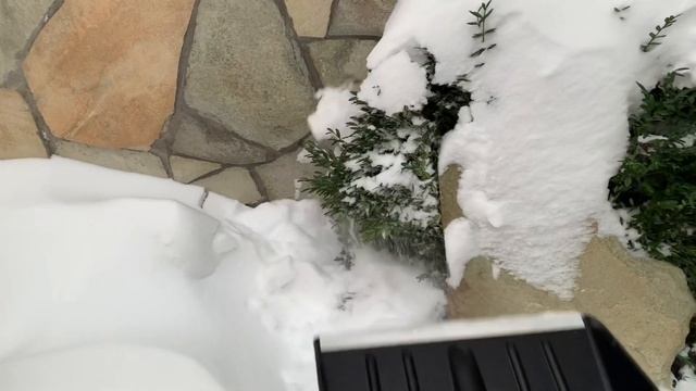 Как укрыть САМШИТ на зиму ❄️ в средней полосе ❄️ Ловите лайфхак от меня! смотреть онлайн