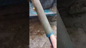 Забил самца нутрии
