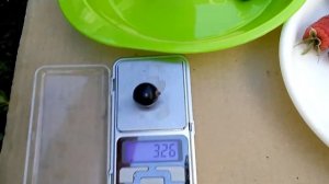 Обзор черной смородины ОРИАНА и ГАЛАКТИКА супер сорта