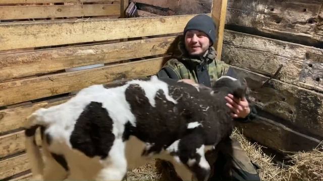 Кормление коров перед ОТЁЛОМ!Поение телят из ВЕДРА! смотреть онлайн