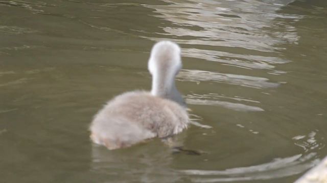 Лебедь-Шипун (Птицы Англии) / Mute Swan (Birds of England) / Выведение Птенцов смотреть онлайн