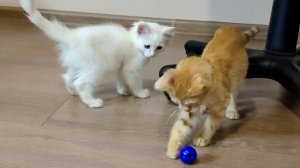 Забавные котята Миа и Лиза играют с новым мячиком.