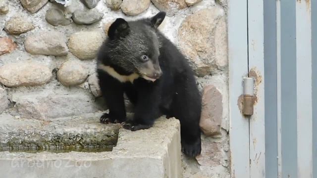 Медвежонок на прогулке смотреть онлайн