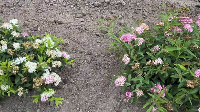 Спирея японская Широбана (Генпей). Обзор от агронома Егорьевского питомника Никитенко Александра