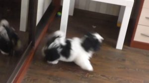 Ши-тцу щенок, 4 месяца, играет с мячами