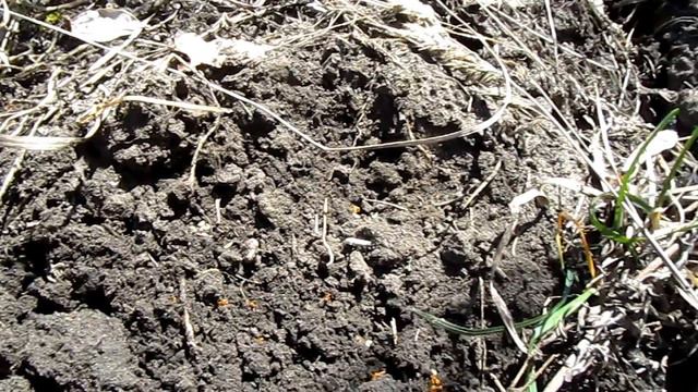 муравьи lasius flavus смотреть онлайн