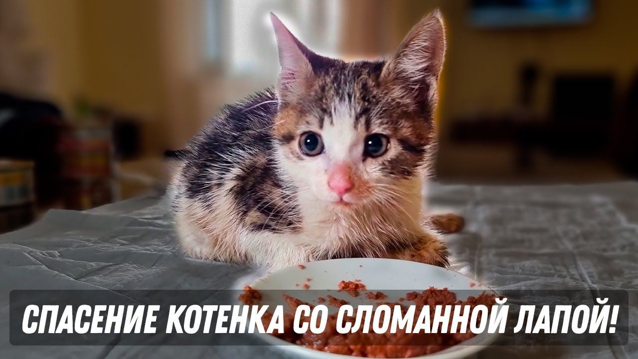 Спасение котенка со сломанной лапкой!