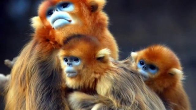 The Golden Monkey (Endangered) смотреть онлайн