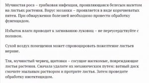 Нерине. Посадка и уход в открытом грунте. Уход в домашних условиях. Размножение. Фото видов.