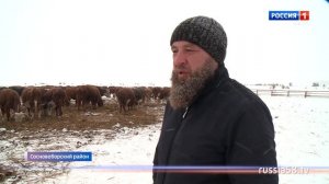 Фермер рассказал о секретах увеличения поголовья КРС в Сосновоборском районе