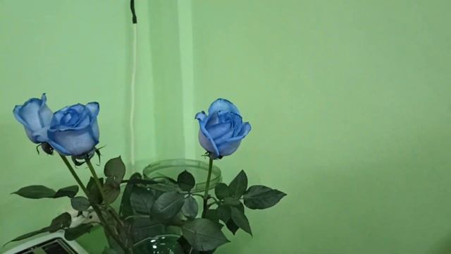 Живём на ЮГЕ/День РОЖДЕНЬЯ/Неожиданный СЮРПРИЗ! смотреть онлайн