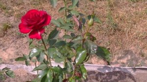 Роза чайно-гибридная сорт  Лавли Ред(Lovely Red ). Видео обзор сорта