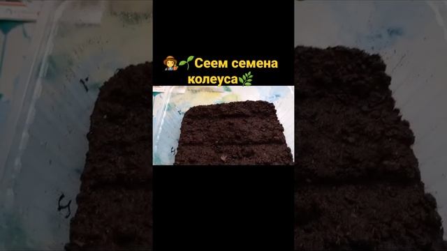 ???Сеем семена колеуса? #сеемколеус #колеус #рекомендации #цветыунатальи