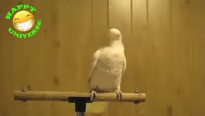 Papagei Dance Rock! | Попугай танцует! #2 |Funny Animals !