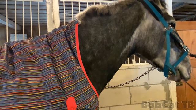 КОНЬ-ОГОНЬ 💟 Дарим подарки Гусю смотреть онлайн