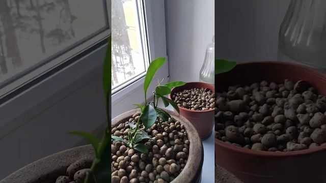 Ростки мандаринов в горшке смотреть онлайн