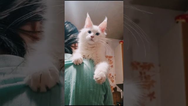 Белый голубоглазый котёнок Мейн Кун 5 м. RIVERSIDE PRIDE #мейнкун#котятамейнкуны #питомникмейнкунов