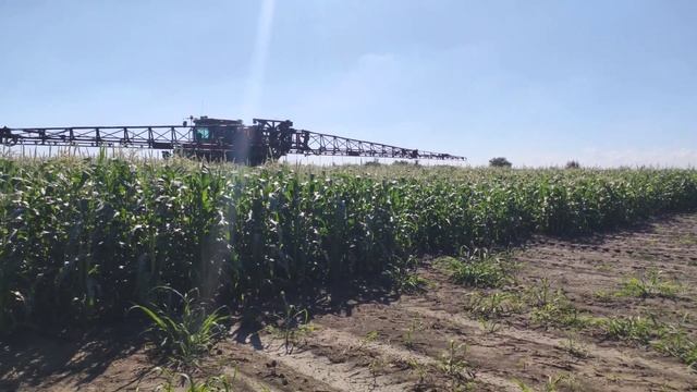 Новый способ внесения КАС-32 на сахарной кукурузе смотреть онлайн