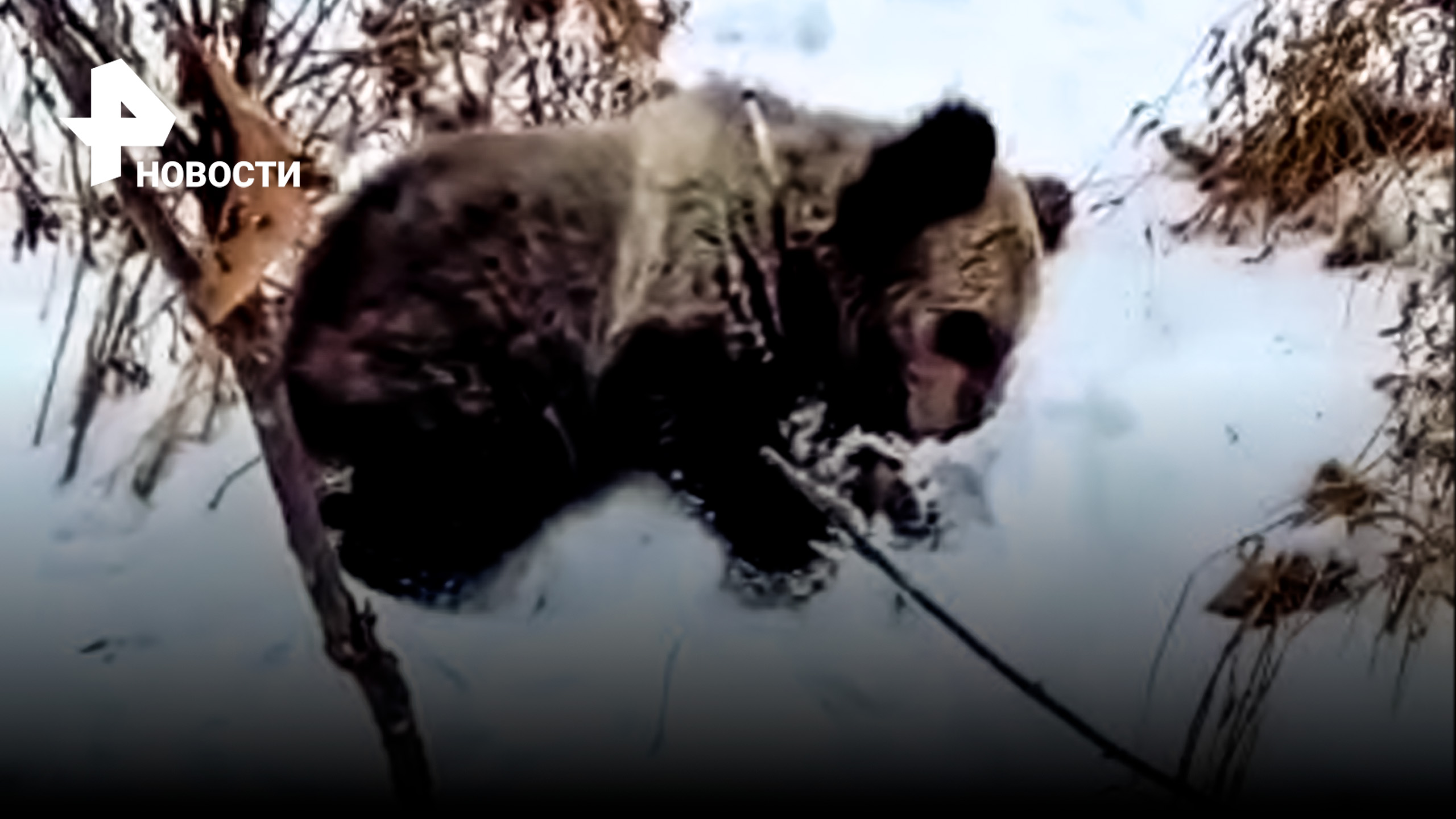 Осиротевший и истощенный: медвежонка спасают в Еврейской автономной области / РЕН Новости