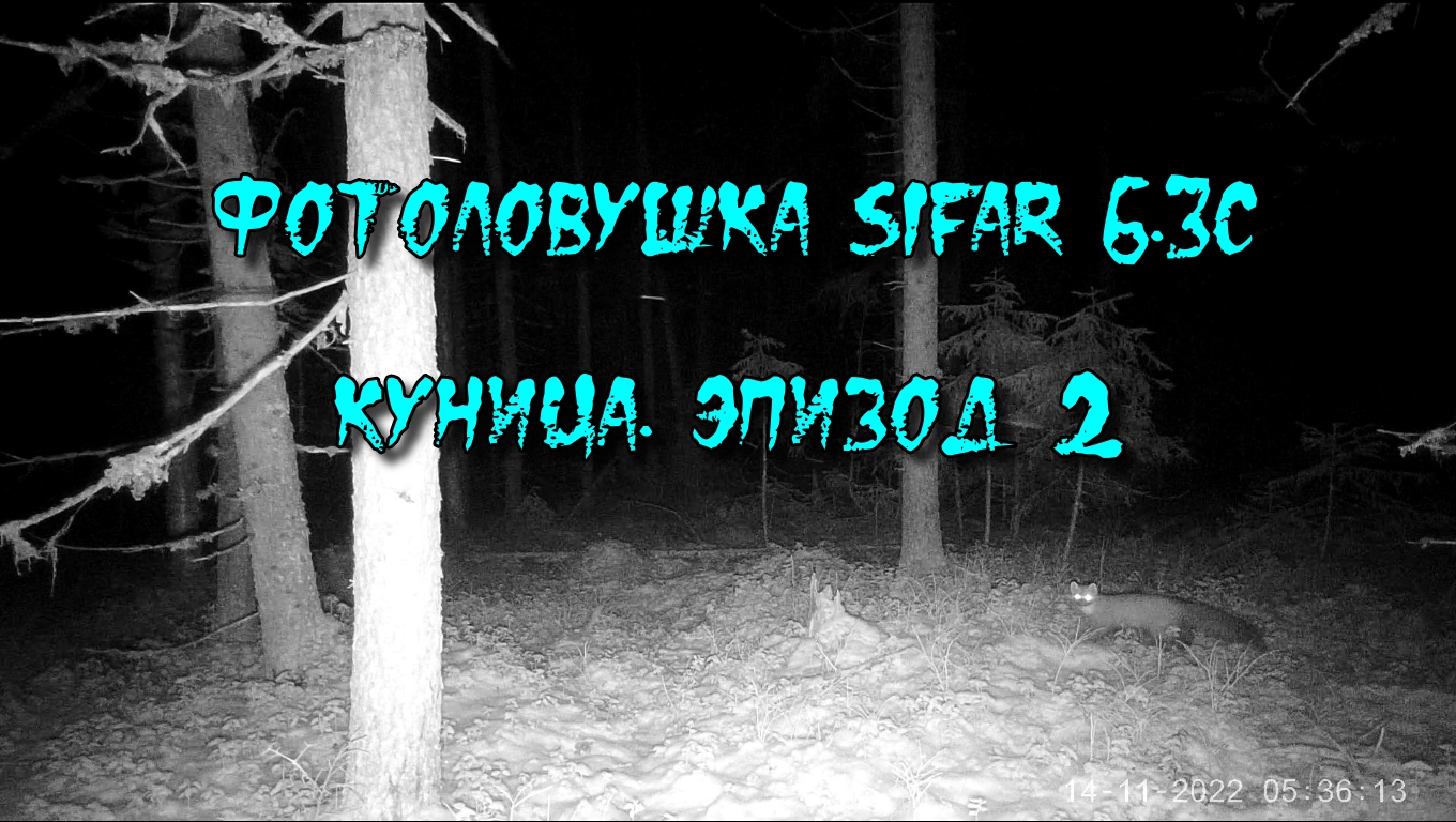 Куница. Эпизод 2. Фотоловушка SiFar 6.3C