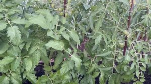 Важная ПОДКОРМКА для ТОМАТОВ во время завязывания и формирования!