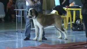 Сенбернар гладкошерстный стойка.