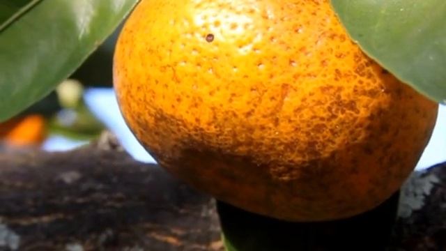 Как обрабатывают мандарины смотреть онлайн