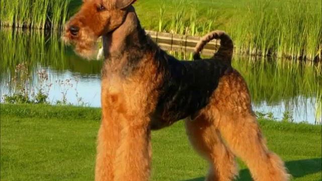 Эрдельтерьер - заводной семейный друг смотреть онлайн