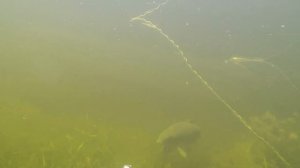 Подводная охота. Астрахань. с.Вышка.