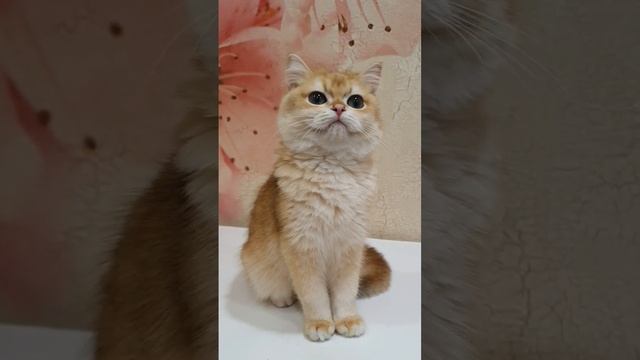 Британский золотой котенок.British golden kitten.