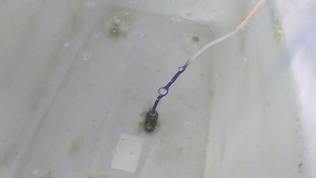 Две Тетры фон рио на шестерых! Изменения на акваферме! смотреть онлайн