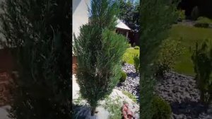 стрижка туй. чаши из Блю Эрроу.