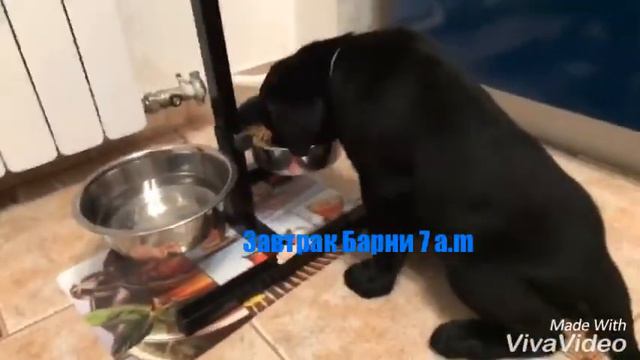 Завтрак щенка 7 a.m