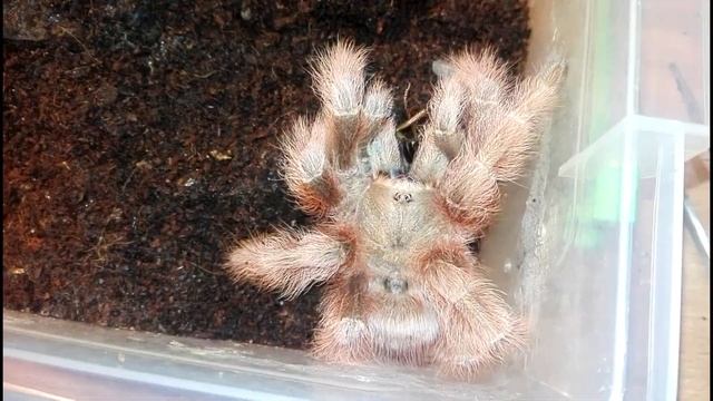 Thork's Birdeaters. Кормление крупных пауков-птицеедов. смотреть онлайн