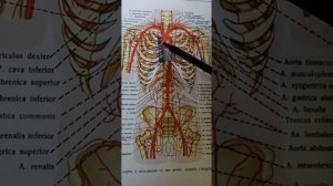 Аорта. Плечеголовной ствол / Анатомия / Нормальная АНАТОМИЯ / Экзамен