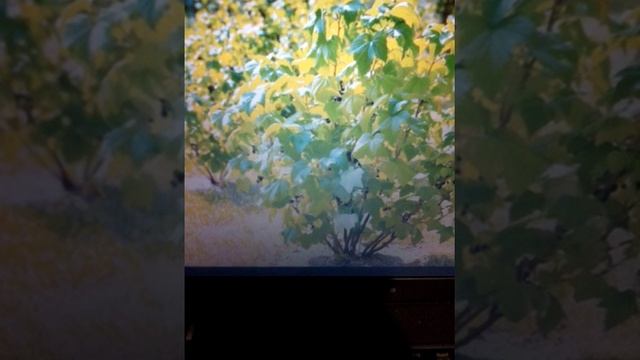 Обрезка смородины после посадки, подкормка после сбора ягод смотреть онлайн