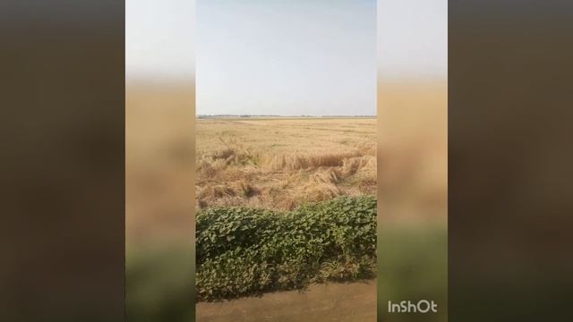 Полёгшая пшеничка.