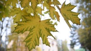 КРАСИВЫЙ КЛЁН ФУТАЖ