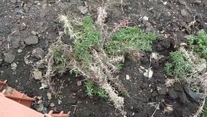 Флокс шиловидный. Цветение в начале мая. Стрижка после зимы. Черенкование. ???Посадка анемоны.